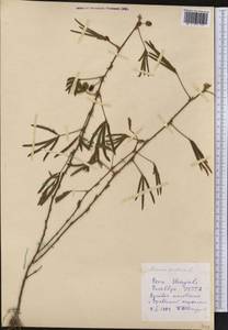 Mimosa pudica L., America (AMER) (Peru)