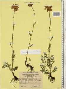 Tanacetum coccineum subsp. coccineum, Caucasus, South Ossetia (K4b) (South Ossetia)