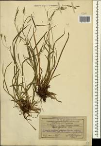 Carex sylvatica Huds., Caucasus, Azerbaijan (K6) (Azerbaijan)