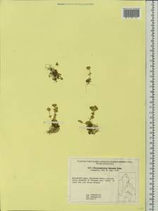 Chrysosplenium rimosum, Siberia, Chukotka & Kamchatka (S7) (Russia)