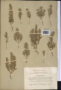 Ziziphora tenuior L., Middle Asia, Syr-Darian deserts & Kyzylkum (M7) (Uzbekistan)