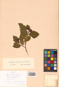 Crataegus maximowiczii C. K. Schneid., Siberia, Russian Far East (S6) (Russia)