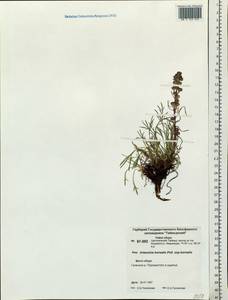 Artemisia borealis Pall., Siberia, Central Siberia (S3) (Russia)
