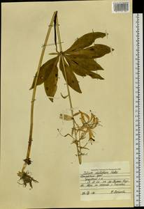 Lilium distichum Nakai ex Kamib., Siberia, Russian Far East (S6) (Russia)
