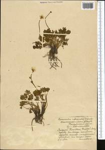 Ranunculus rufosepalus Franch., Middle Asia, Western Tian Shan & Karatau (M3) (Kazakhstan)