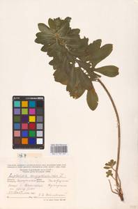 Euphorbia amygdaloides L., Eastern Europe, West Ukrainian region (E13) (Ukraine)