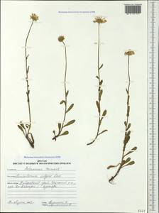 Leucanthemum vulgare Lam., Siberia, Russian Far East (S6) (Russia)