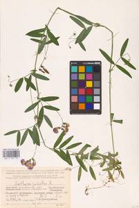 Lathyrus palustris L., Eastern Europe, Northern region (E1) (Russia)