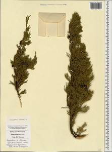 Juniperus sabina L., Caucasus, Stavropol Krai, Karachay-Cherkessia & Kabardino-Balkaria (K1b) (Russia)