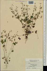 Geranium molle L., Crimea (KRYM) (Russia)