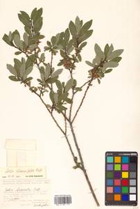 Salix divaricata Pall., Siberia, Baikal & Transbaikal region (S4) (Russia)