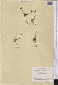 Arabidopsis arenicola (Richardson) Al-Shehbaz, R.Elven, D. Murray & S.I. Warwick, America (AMER) (Canada)