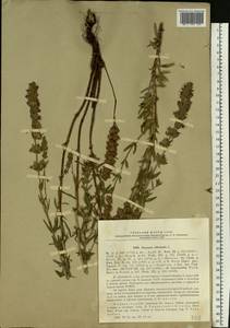 Hyssopus officinalis L., Eastern Europe, South Ukrainian region (E12) (Ukraine)