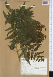 Pteridium aquilinum (L.) Kuhn, Western Europe (EUR) (Germany)