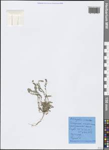 Astragalus sinaicus Boiss., Crimea (KRYM) (Russia)