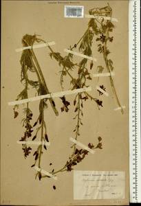 Delphinium ajacis L., South Asia, South Asia (Asia outside ex-Soviet states and Mongolia) (ASIA) (Turkey)