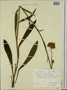 Pilosella echioides subsp. echioides, Eastern Europe, North Ukrainian region (E11) (Ukraine)