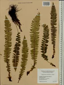 Polystichum lonchitis (L.) Roth, Eastern Europe, West Ukrainian region (E13) (Ukraine)