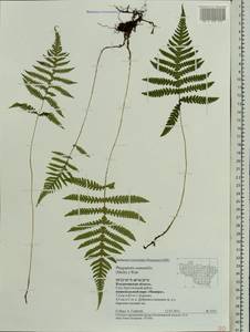 Phegopteris connectilis (Michx.) Watt, Eastern Europe, Central region (E4) (Russia)