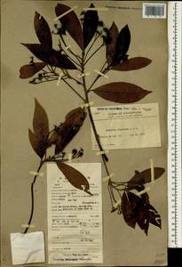 Machilus thunbergii Sieb. & Zucc., South Asia, South Asia (Asia outside ex-Soviet states and Mongolia) (ASIA) (China)
