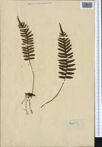 Polypodium vulgare L., Western Europe (EUR) (Not classified)