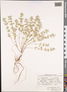 Clinopodium graveolens subsp. rotundifolium (Pers.) Govaerts, Caucasus, South Ossetia (K4b) (South Ossetia)