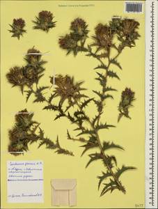 Carthamus glaucus M. Bieb., Crimea (KRYM) (Russia)