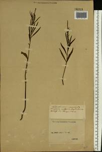 Linaria vulgaris Mill., Eastern Europe, Middle Volga region (E8) (Russia)