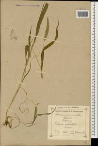 Setaria verticillata (L.) P.Beauv., Caucasus, Georgia (K4) (Georgia)