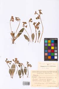 Primula ruprechtii Kusnezowa ex Lipsky, Caucasus, Stavropol Krai, Karachay-Cherkessia & Kabardino-Balkaria (K1b) (Russia)
