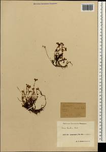 Sedum tenellum M. Bieb., Caucasus, Krasnodar Krai & Adygea (K1a) (Russia)