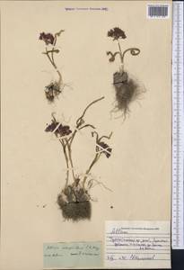 Allium oreophilum C.A.Mey., Middle Asia, Pamir & Pamiro-Alai (M2) (Uzbekistan)