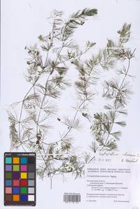 Ceratophyllum submersum L., Eastern Europe, Central forest-and-steppe region (E6) (Russia)