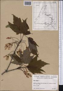 Acer rubrum L., America (AMER) (Canada)