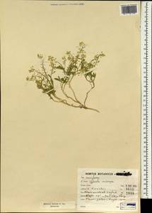 Clypeola jonthlaspi L., South Asia, South Asia (Asia outside ex-Soviet states and Mongolia) (ASIA) (Iran)