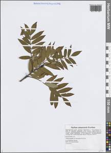 Sorbus aucuparia subsp. pohuashanensis (Hance) McAll., Siberia, Russian Far East (S6) (Russia)