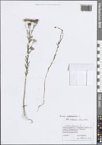 Linum usitatissimum L., Eastern Europe, Volga-Kama region (E7) (Russia)