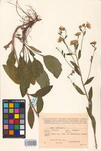 Aster amellus L., Eastern Europe, Central region (E4) (Russia)