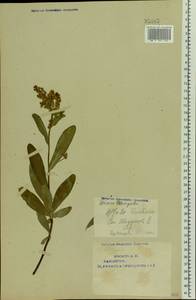 Sibiraea laevigata (L.) Maxim., Eastern Europe, Eastern region (E10) (Russia)