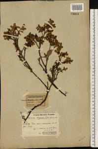 Vaccinium uliginosum L., Eastern Europe, Northern region (E1) (Russia)