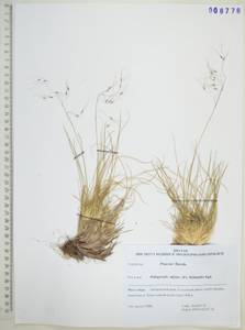 Ptilagrostis alpina (F.Schmidt) Sipliv., Siberia, Russian Far East (S6) (Russia)