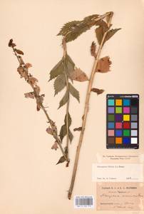 Adenophora liliifolia (L.) A.DC., Eastern Europe, Eastern region (E10) (Russia)