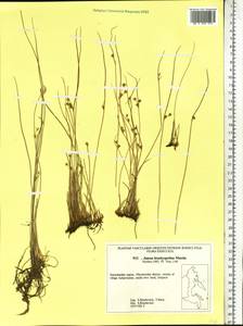 Juncus brachyspathus Maxim., Siberia, Chukotka & Kamchatka (S7) (Russia)