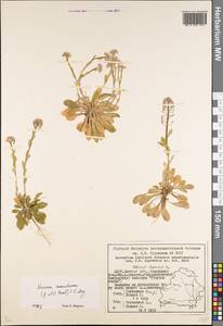 Noccaea caerulescens (J. Presl & C. Presl) F.K. Mey., Eastern Europe, Belarus (E3a) (Belarus)