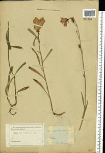 Campanula persicifolia L., Eastern Europe, North-Western region (E2) (Russia)
