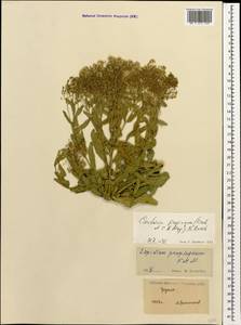 Lepidium chalepense L., Caucasus, Georgia (K4) (Georgia)