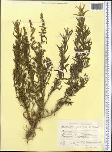 Artemisia pamirica C. Winkl., Middle Asia, Pamir & Pamiro-Alai (M2) (Tajikistan)