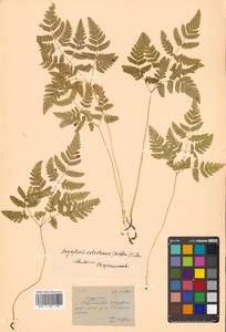 Gymnocarpium robertianum (Hoffm.) Newman, Siberia, Russian Far East (S6) (Russia)