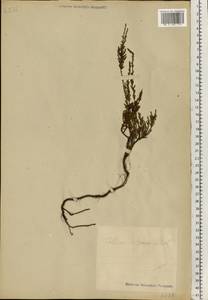 Calluna vulgaris (L.) Hull, Eastern Europe, Estonia (E2c) (Estonia)
