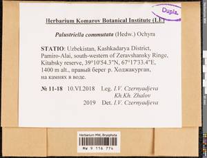 Palustriella commutata (Hedw.) Ochyra, Bryophytes, Bryophytes - Middle Asia & Kazakhstan (B16) (Uzbekistan)